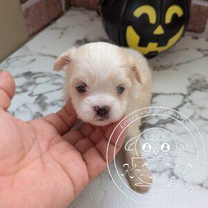 チワマル（チワワ×マルチーズ）