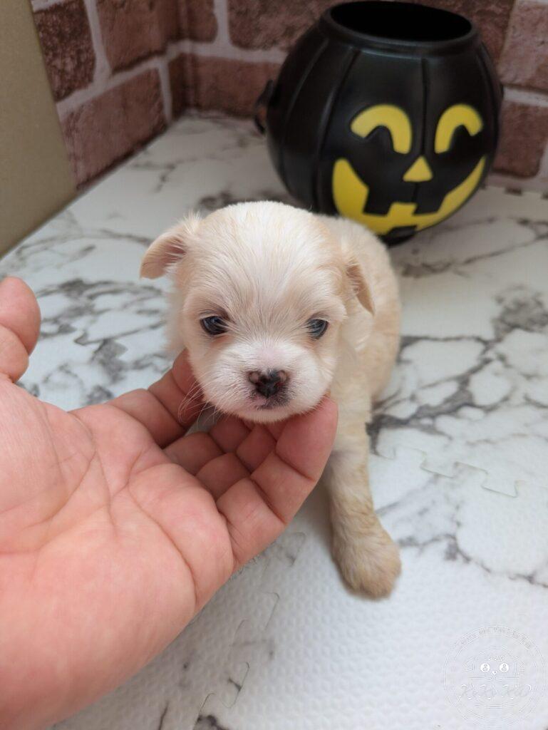 チワマル（チワワ×マルチーズ）