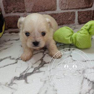 チワマル（チワワ×マルチーズ）