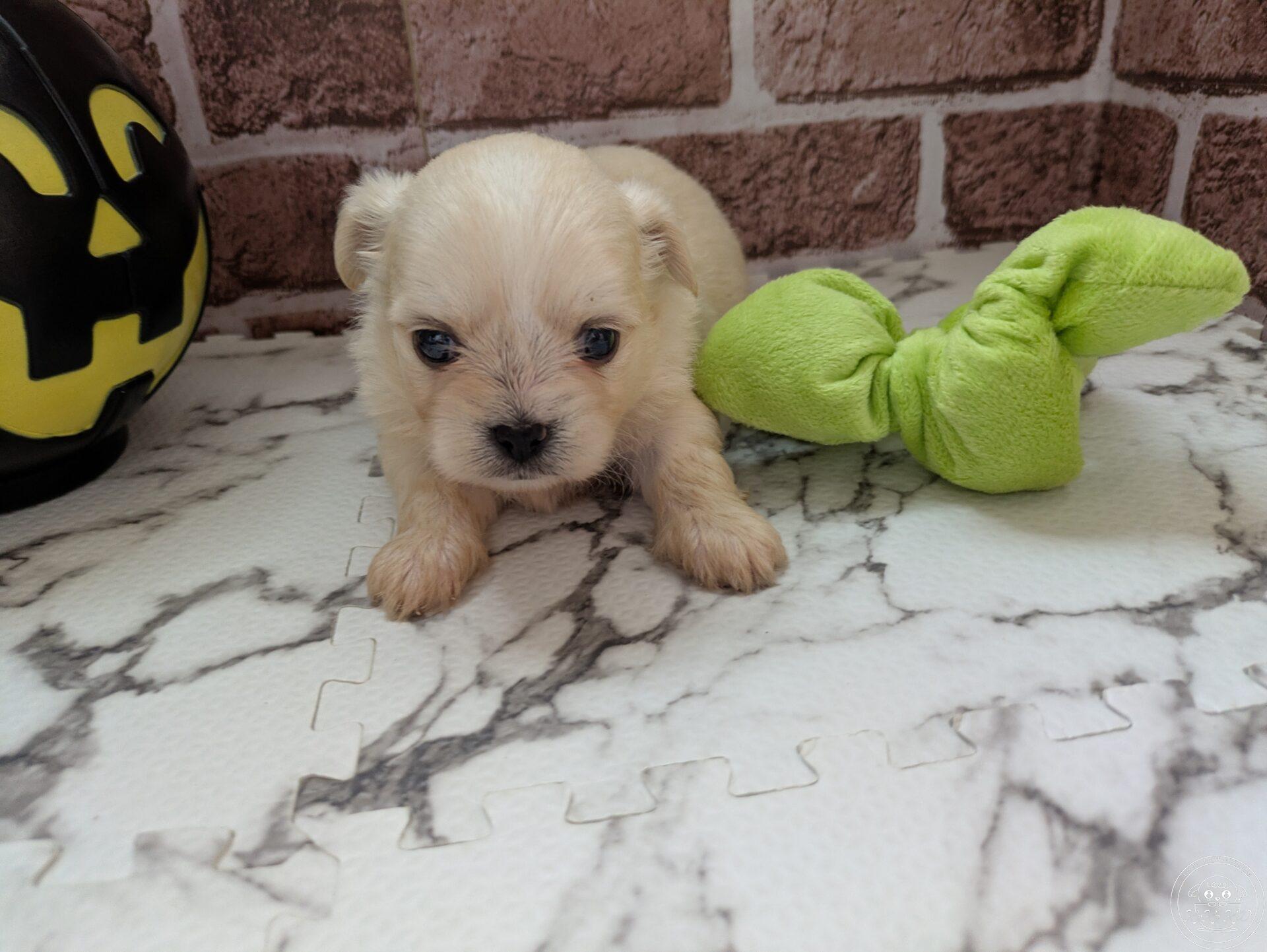 チワマル(チワワ×マルチーズ)