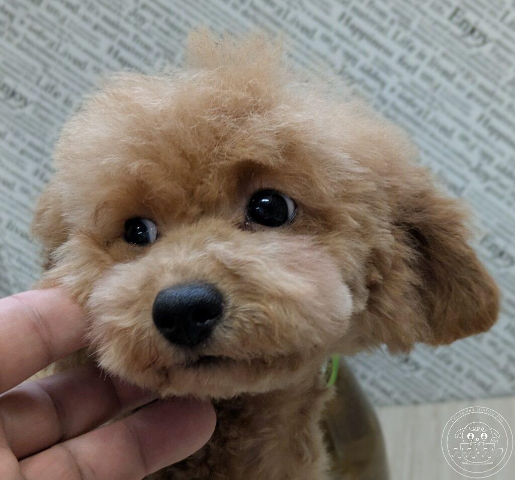 ティーカッププードル