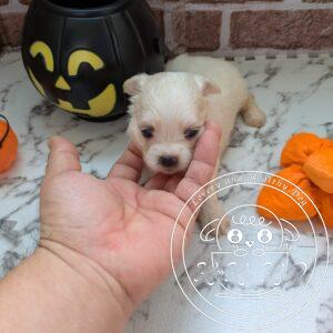 チワマル（チワワ×マルチーズ）