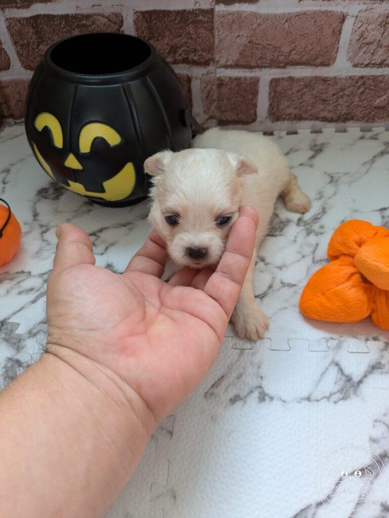 チワマル（チワワ×マルチーズ）