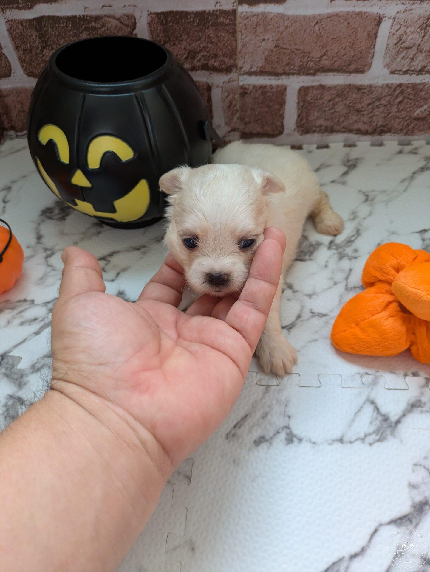 チワマル(チワワ×マルチーズ)