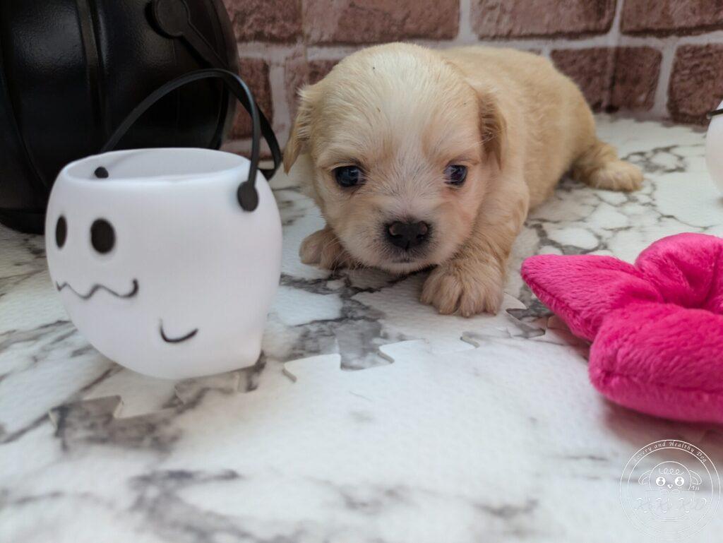 チワマル（チワワ×マルチーズ）