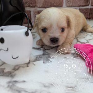 チワマル（チワワ×マルチーズ）