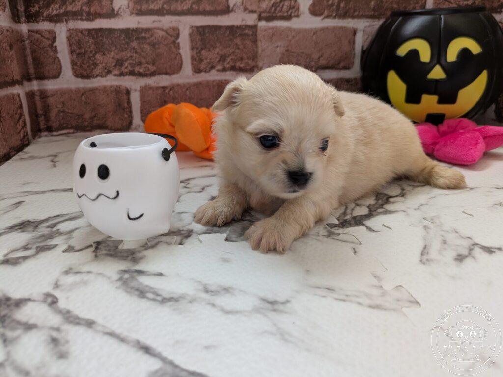 チワマル（チワワ×マルチーズ）