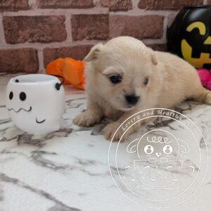 チワマル（チワワ×マルチーズ）