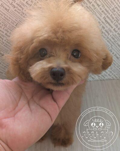 ティーカッププードル