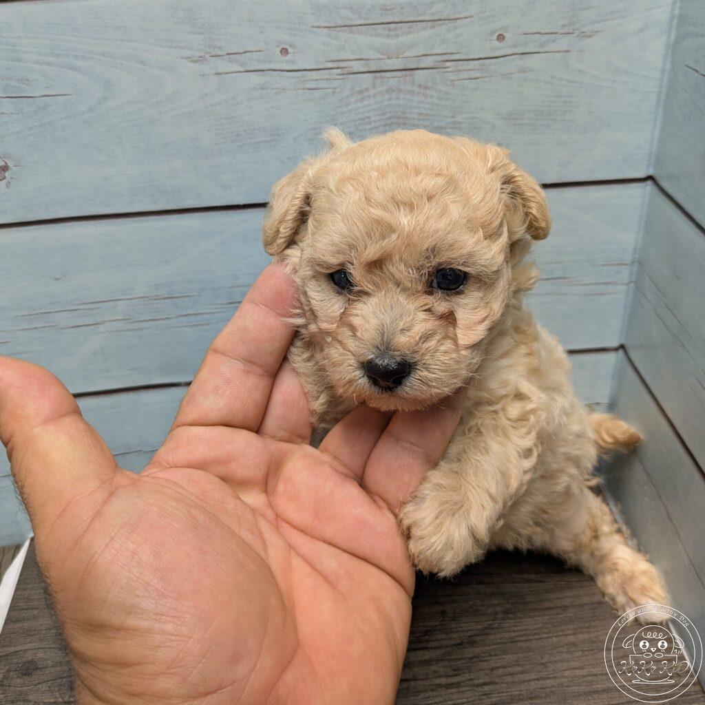 タイニープードル