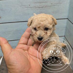 タイニープードル