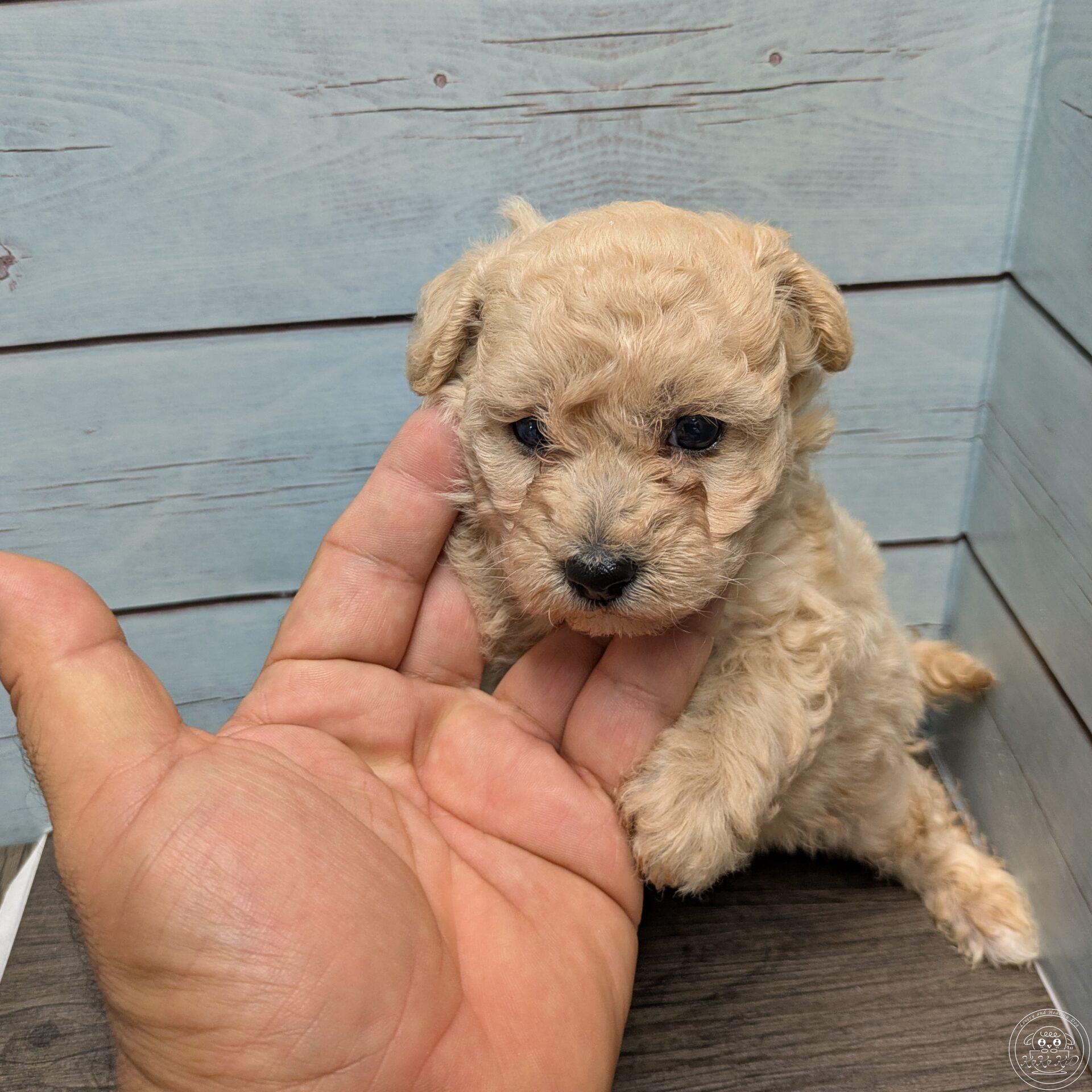 タイニープードル