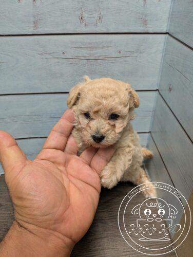 タイニープードル