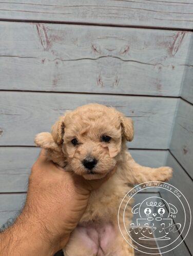 タイニープードル