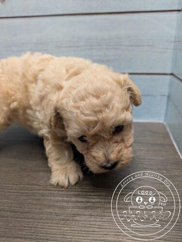 タイニープードル