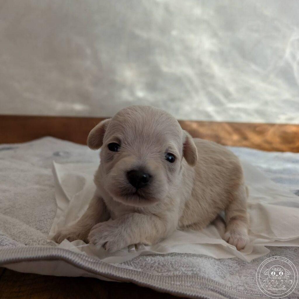 チワマル（チワワ×マルチーズ）