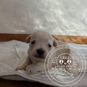 チワマル（チワワ×マルチーズ）