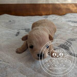 チワマル（チワワ×マルチーズ）