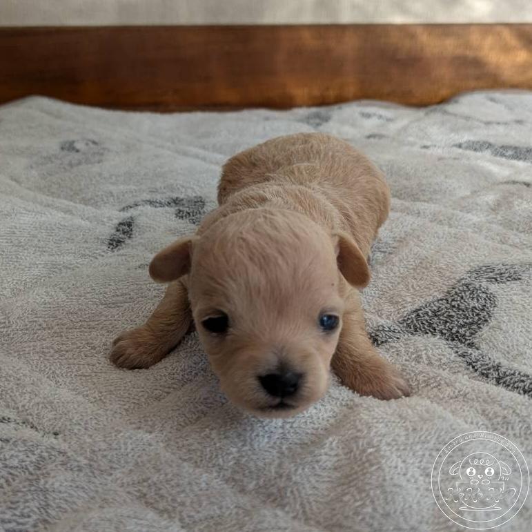 チワマル（チワワ×マルチーズ）