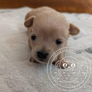 チワマル（チワワ×マルチーズ）