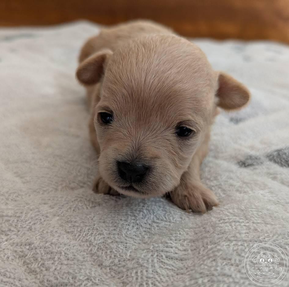 チワマル（チワワ×マルチーズ）