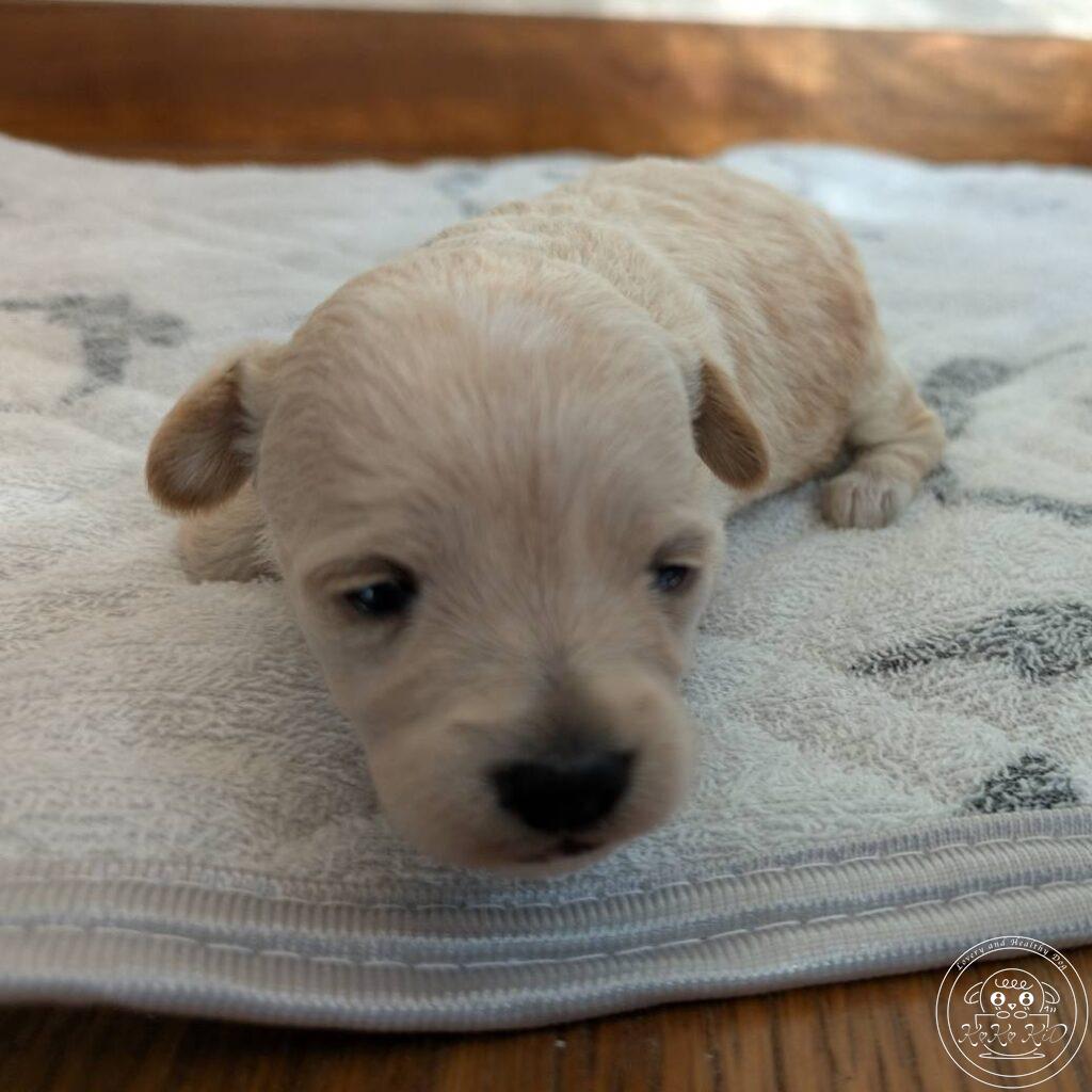 チワマル（チワワ×マルチーズ）