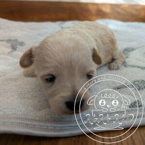 チワマル（チワワ×マルチーズ）