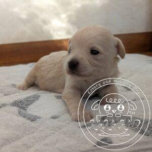 チワマル（チワワ×マルチーズ）