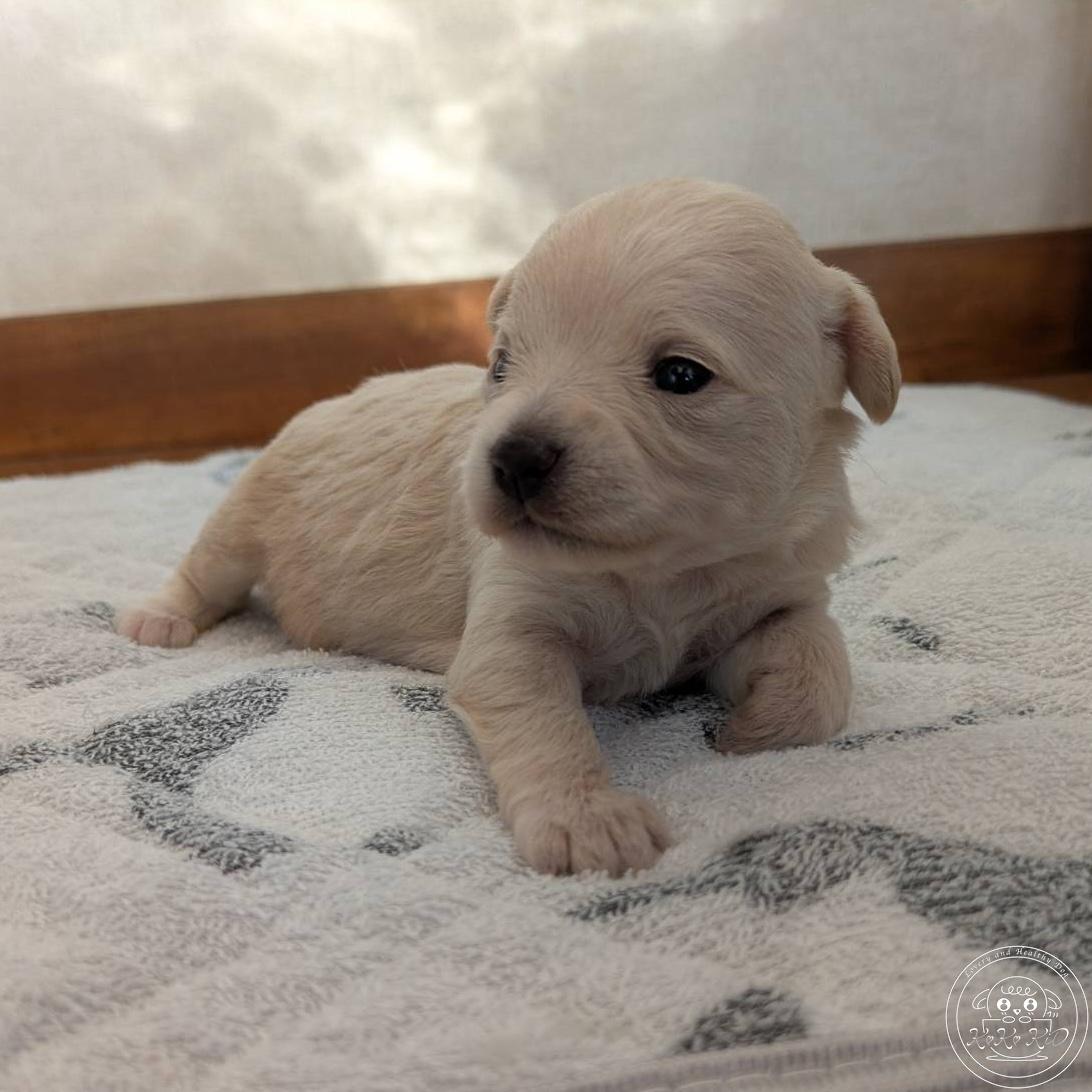 チワマル(チワワ×マルチーズ)