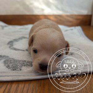 チワマル（チワワ×マルチーズ）