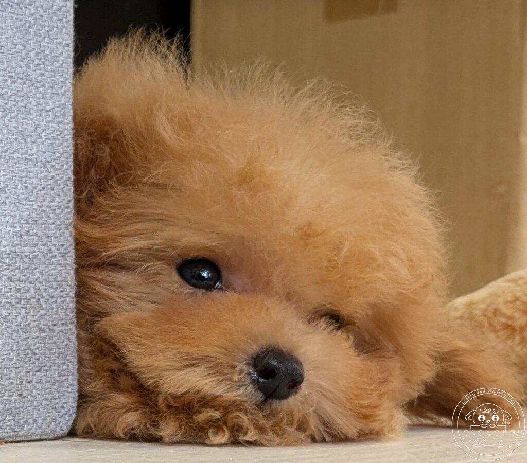 ミックス犬