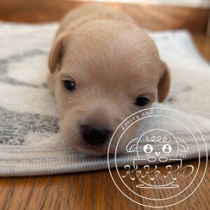 チワマル（チワワ×マルチーズ）