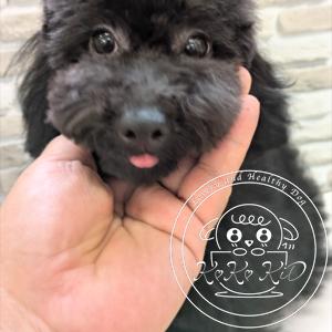 タイニープードル