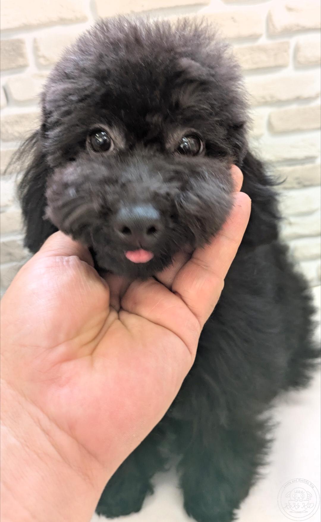 タイニープードル