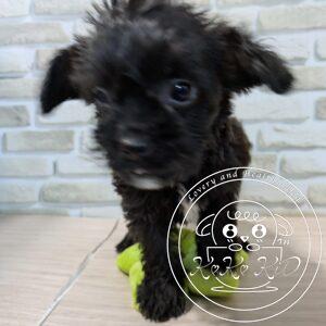 ミックス(トイプードル×ボストンテリア)