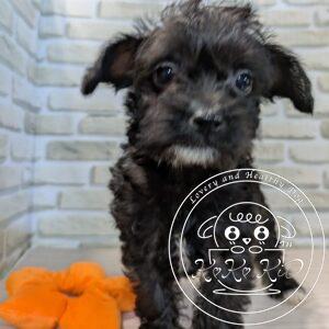 ミックス(トイプードル×ボストンテリア)