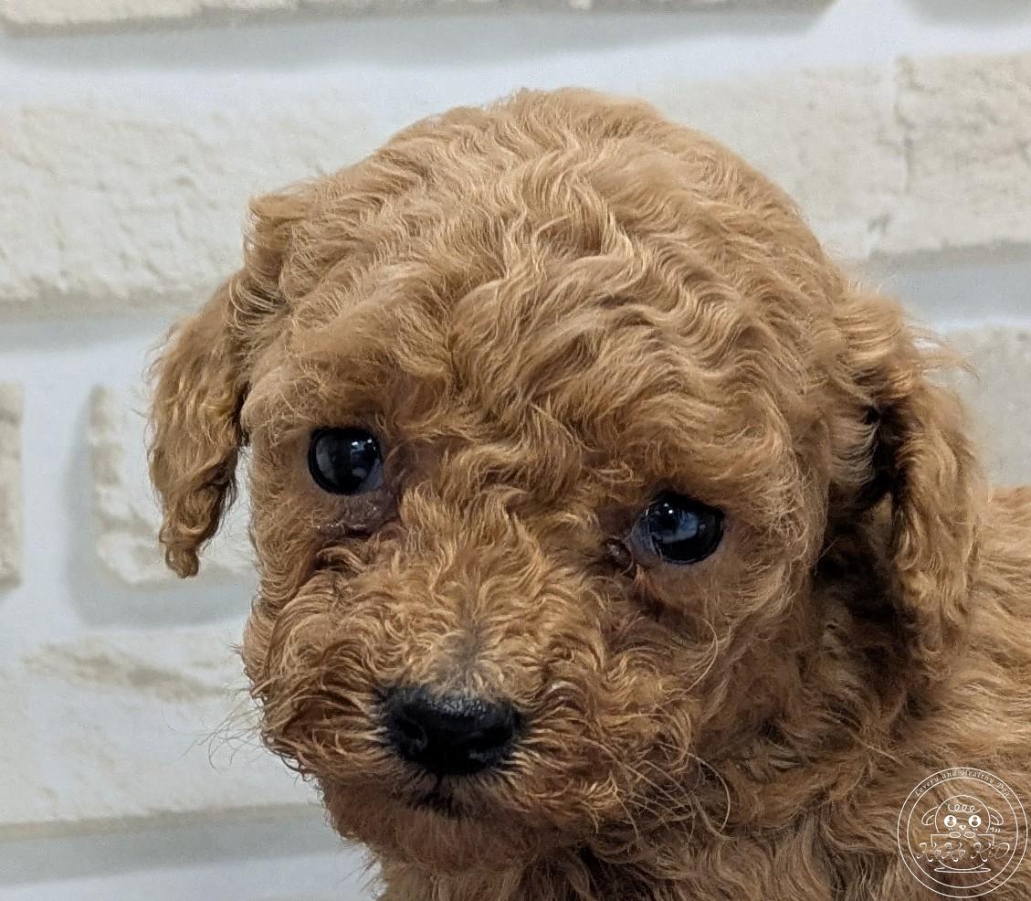 ティーカップ〜タイニープードル