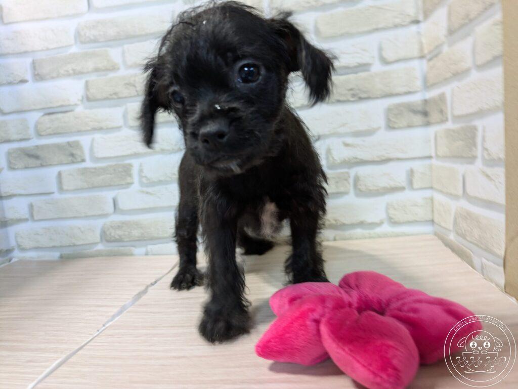 ミックス(トイプードル×ボストンテリア)