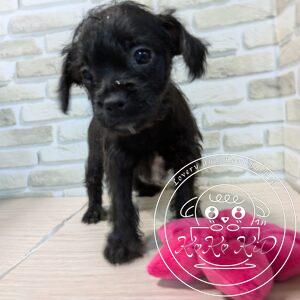 ミックス(トイプードル×ボストンテリア)