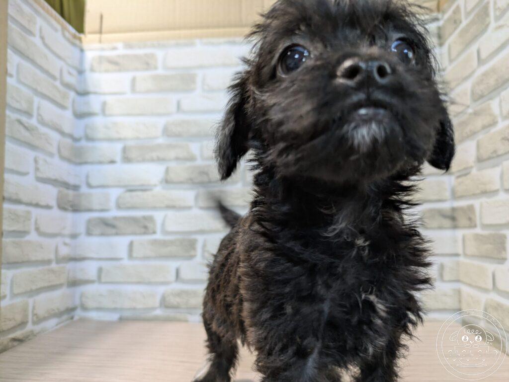 ミックス(トイプードル×ボストンテリア)