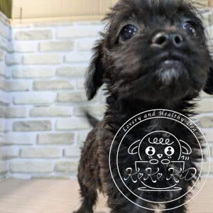 ミックス(トイプードル×ボストンテリア)