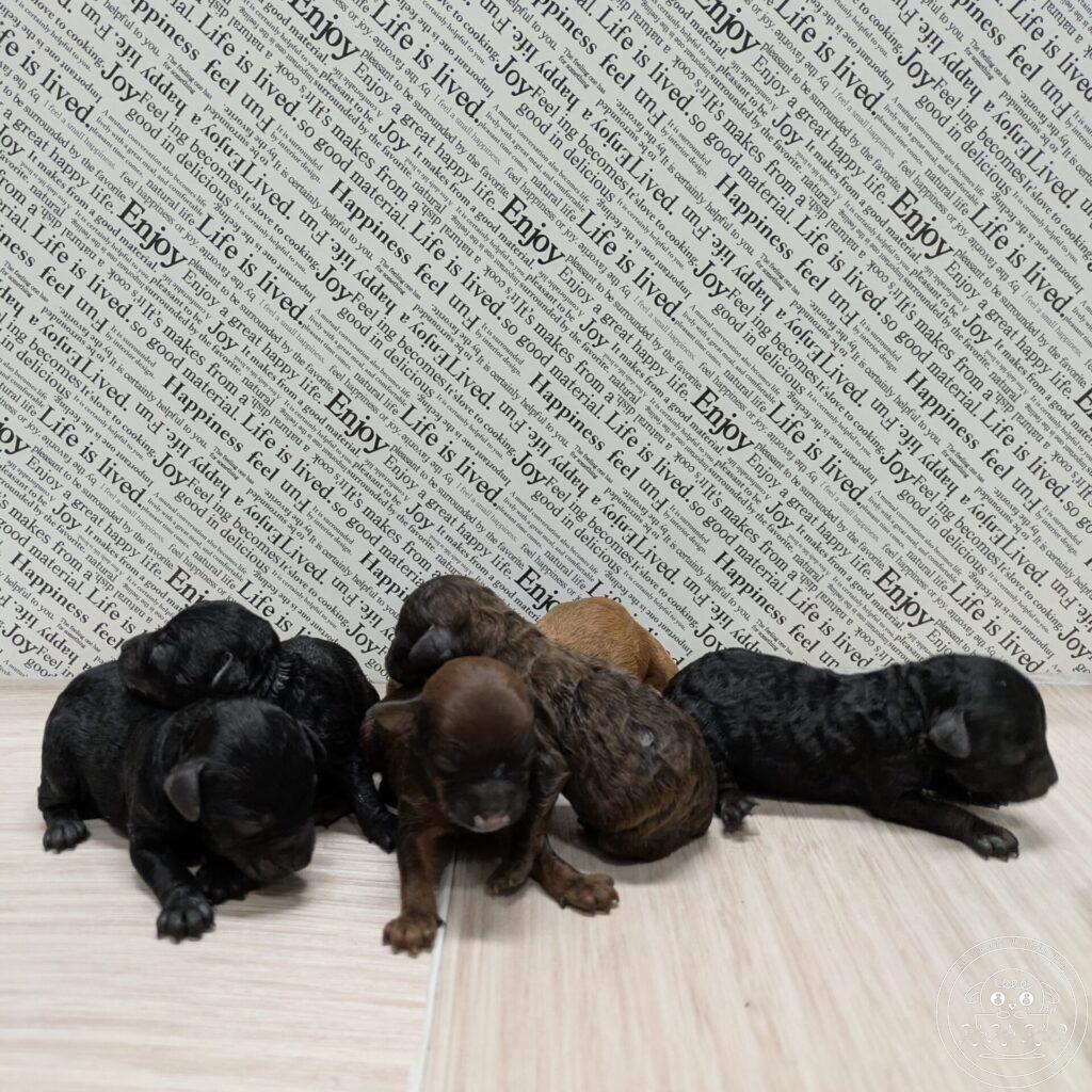 タイニーサイズ予想のトイプードル