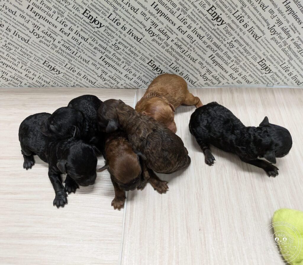 タイニーサイズ予想のトイプードル