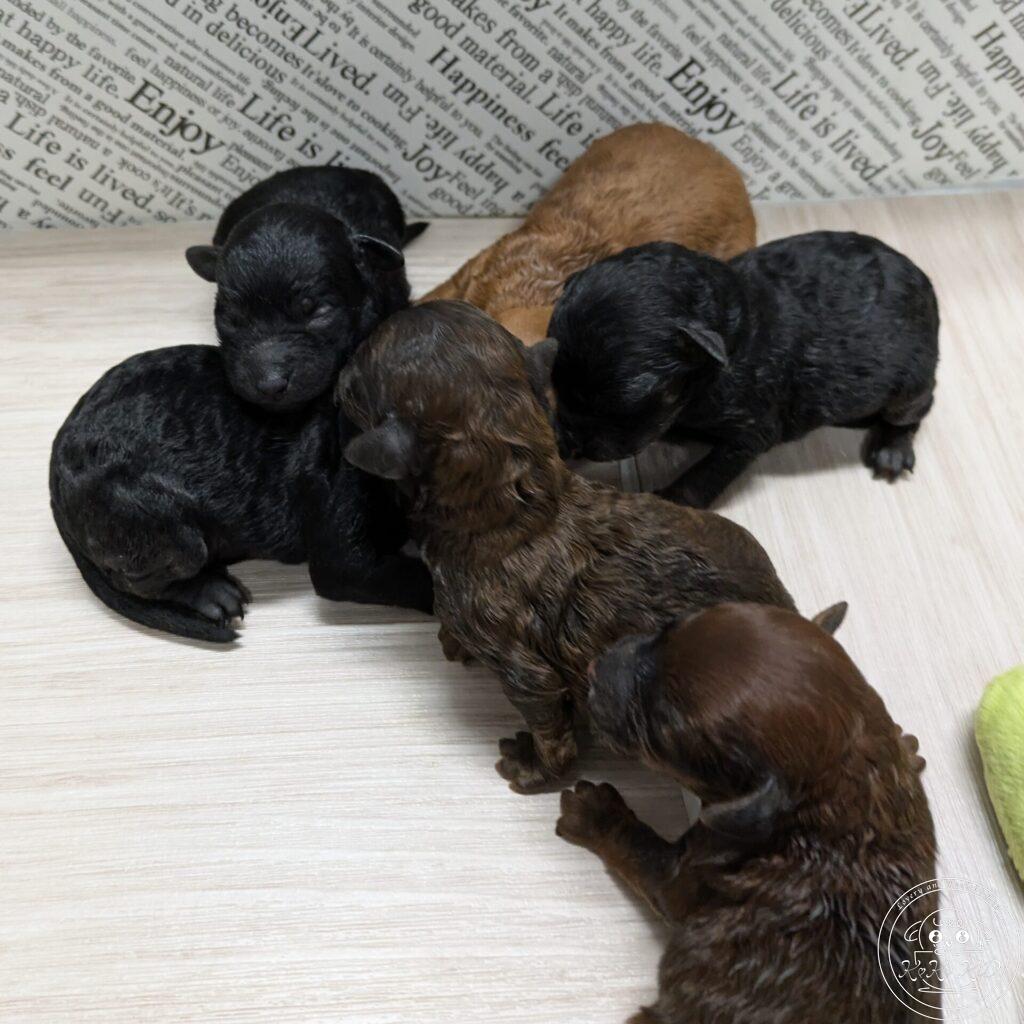 タイニーサイズ予想のトイプードル