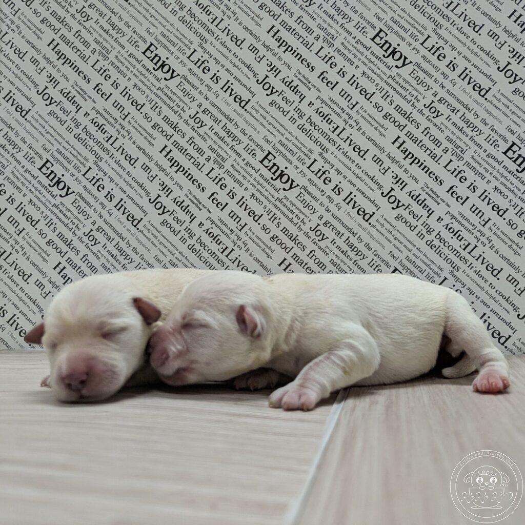 ミニチュアシュナウザーの赤ちゃん