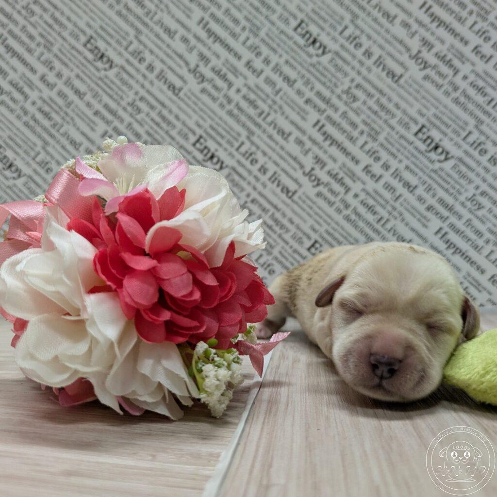 ミニチュアシュナウザーの赤ちゃん