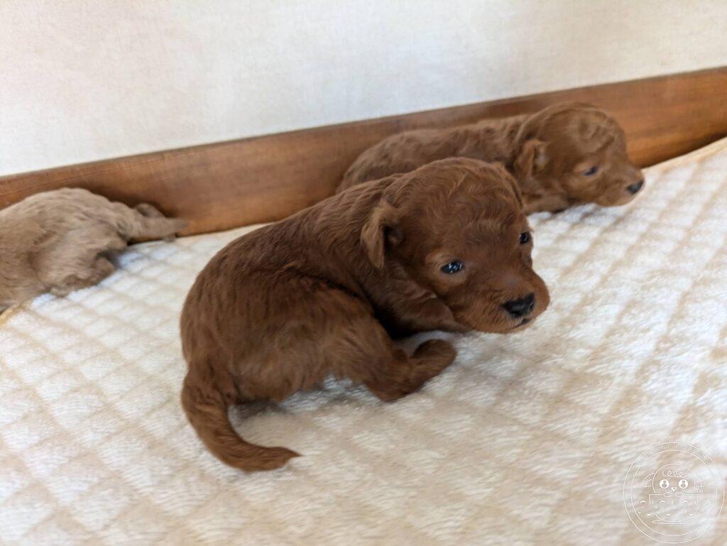 ティーカップ〜タイニ―プードル予想