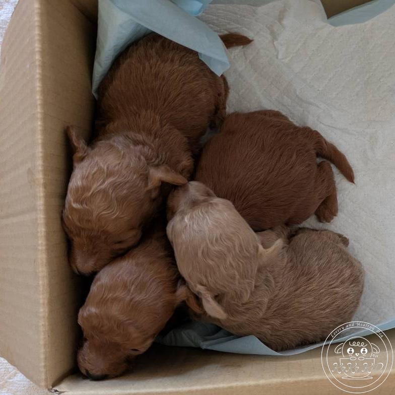 ティーカップ〜タイニ―プードル予想