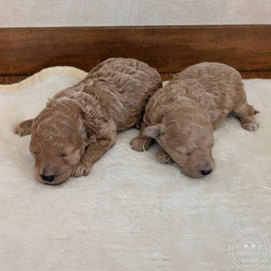 ティーカッププードル