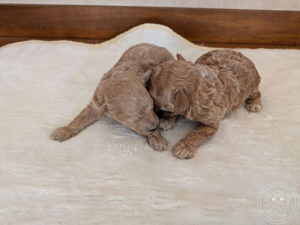 ティーカッププードル